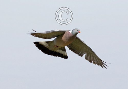 Wood Pigeon in Flight DM1840